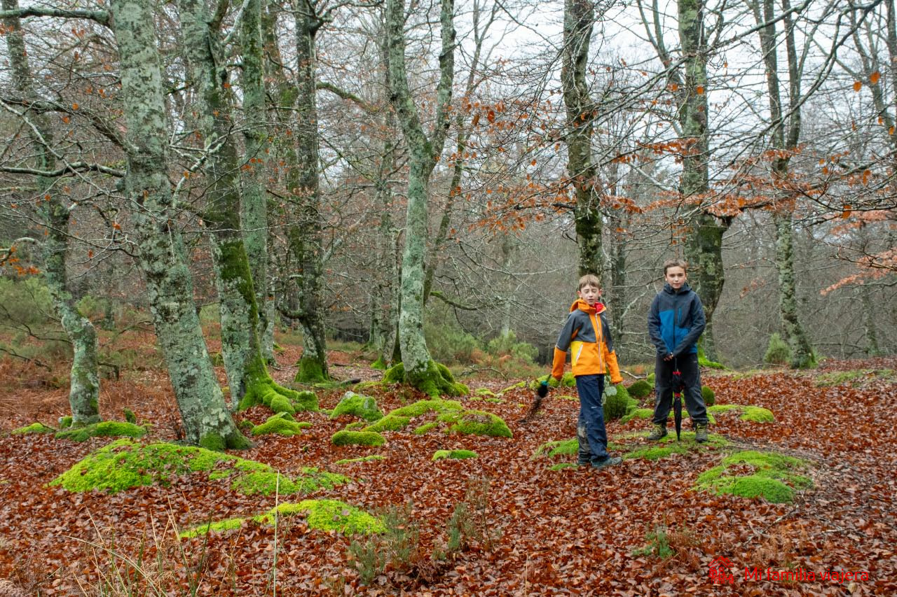 Hayedi de Altube en el Parque Natural de Altube