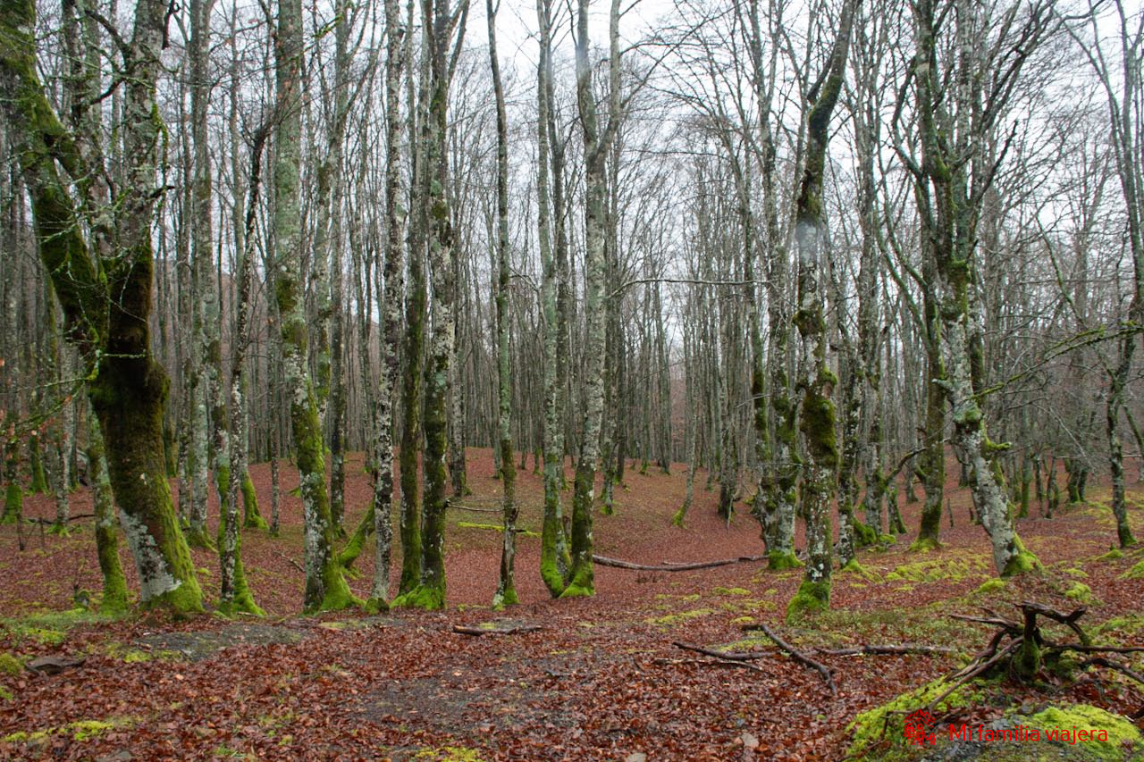 Mágico hayedo de Altube