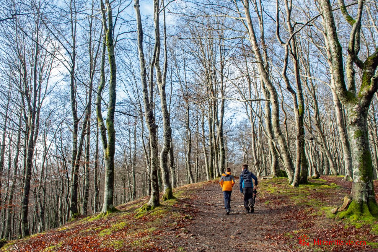 Camino por el hayedo de Altube