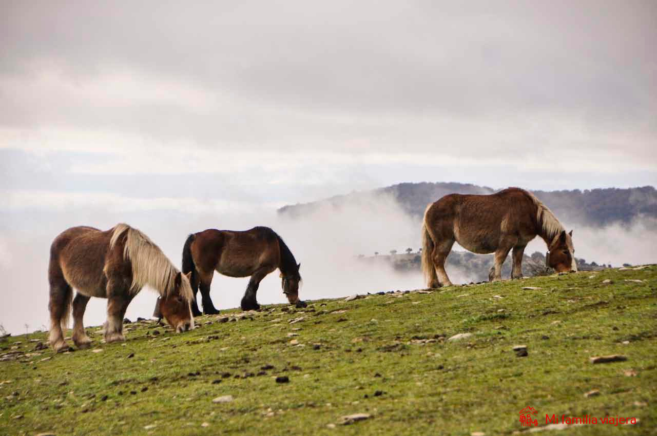 Recorrido del hayedo de Lezáun