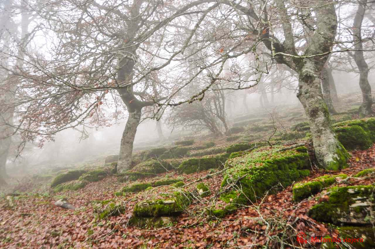 Hayedo de Lezáun cubierto por la niebla