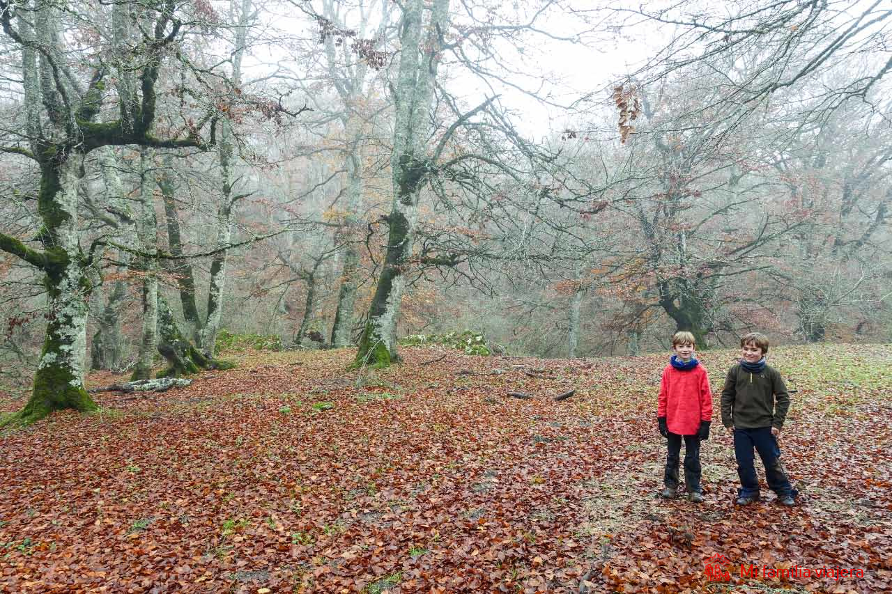 Una alfombra de hojas cubre el sendero