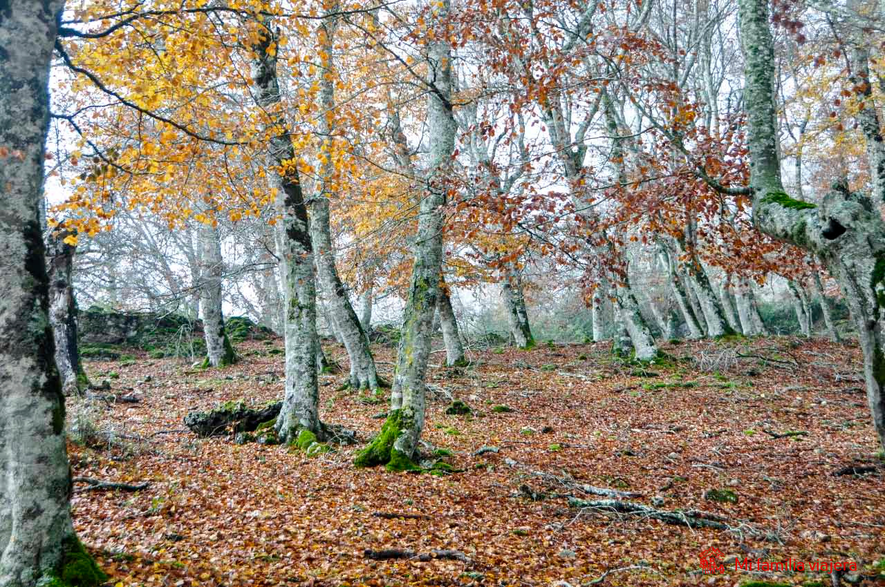 Arbolada del hayedo de Lezáun