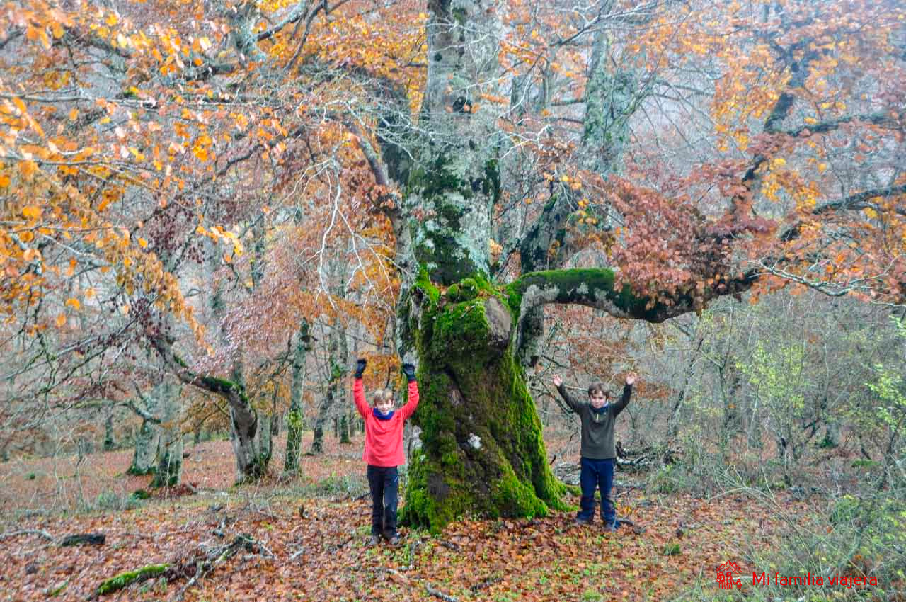 Hayedo de Lezáun, en la sierra de Urbasa
