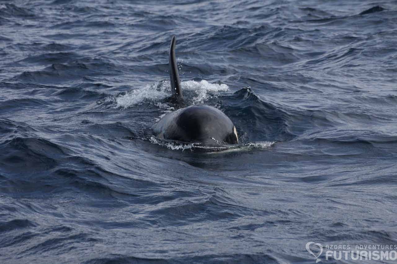 Avistamiento de ballenas en Azores