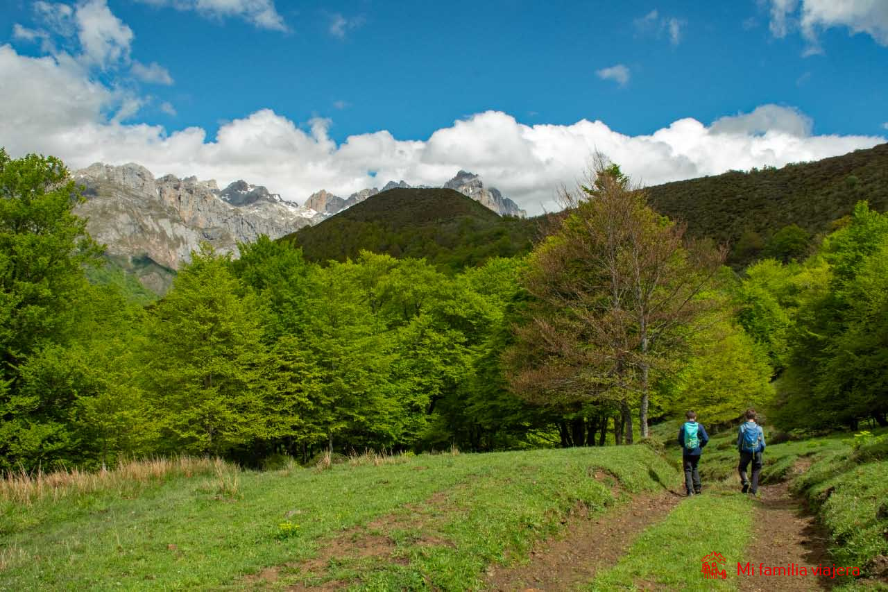 Hayedo de Salvorón en Pido, Picos de Europa