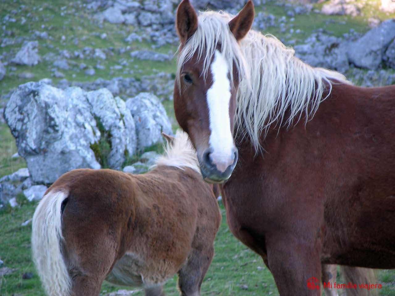 Caballos pastando en las praderas de Pozo Llao